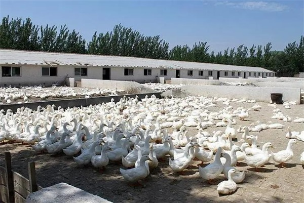 打造高品質養鴨場就用空氣能采暖系統