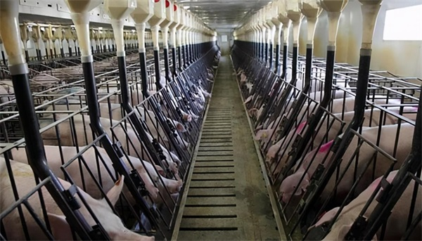 環保供暖系統讓河南養豬場收益“看”得見