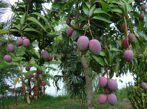 水果干燥加工用熱泵式烘干機效果咋樣