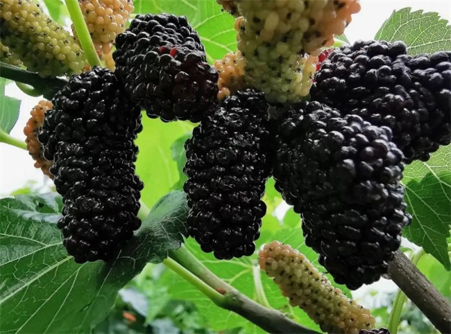 提高桑葚干燥效率就選熱泵式烘干機