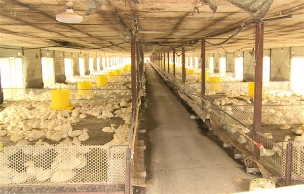 養鴨場建設商用采暖工程的好處