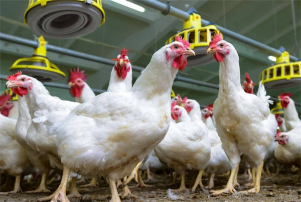 助力綠色畜禽養殖：華天成低溫熱泵解決耗能問題