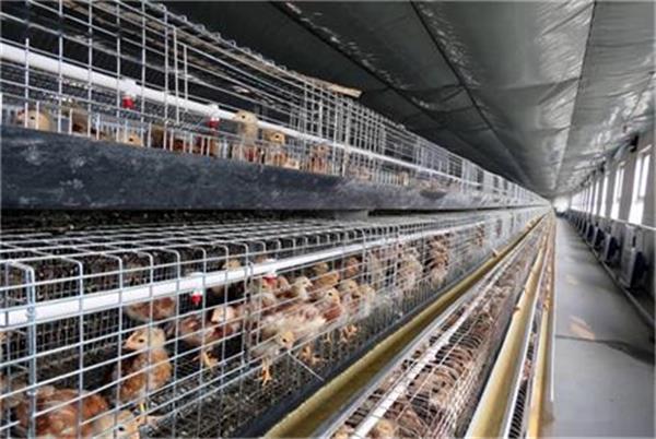 空氣能熱泵在大棚養(yǎng)殖供暖中的適用性與品牌哪家強(qiáng)探討