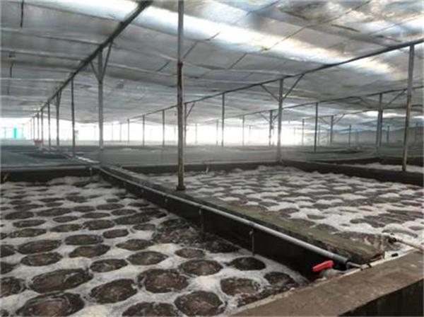 空氣能熱泵：水產養殖業采暖恒溫的首要選擇