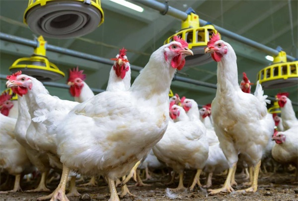 養殖戶信賴的空氣能熱泵供暖設備