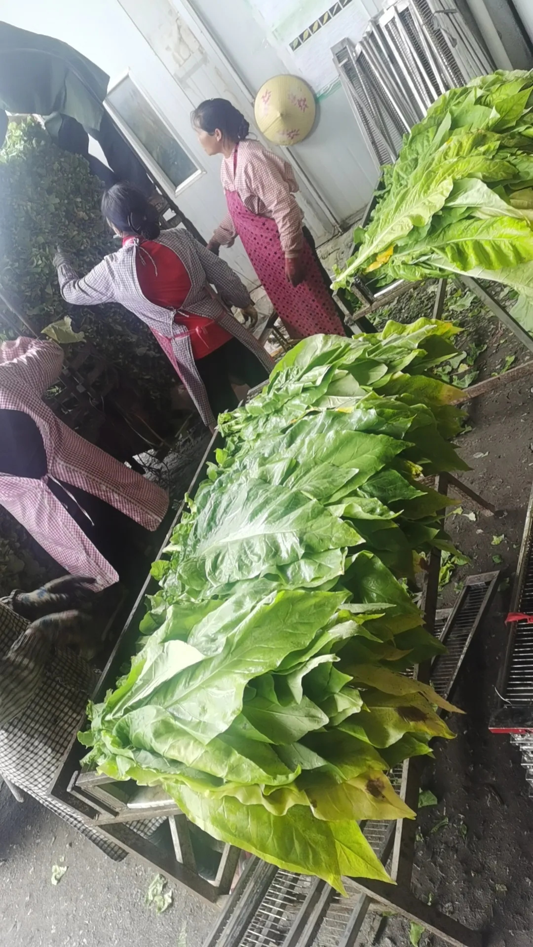 云南多地革新傳統(tǒng)烘干——華天成2000套烘干項(xiàng)目助力農(nóng)戶降本增效！