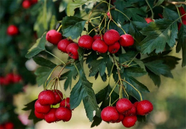 水果大型空氣能烘干機(jī)該如何選擇信賴廠家？