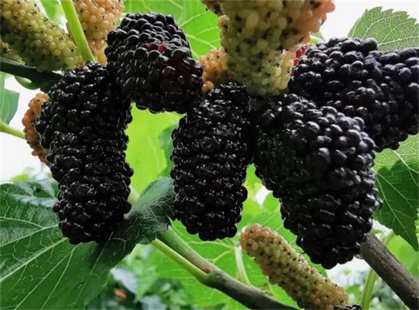 讓烘干變輕松，華天成空氣能熱泵烘干機助力